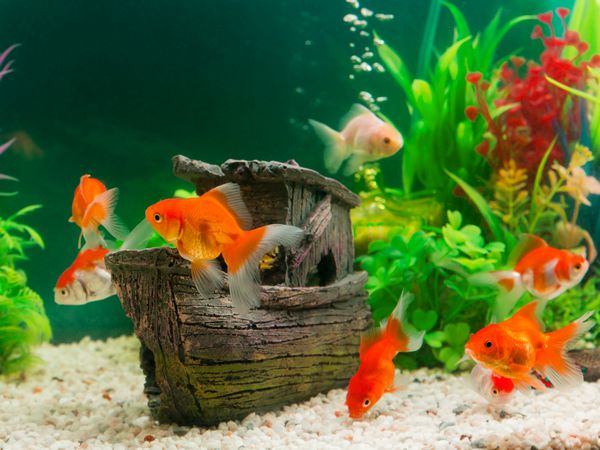 ماهی در آکواریوم های آب شیرین با سبز زیبا کاشته گرمسیری