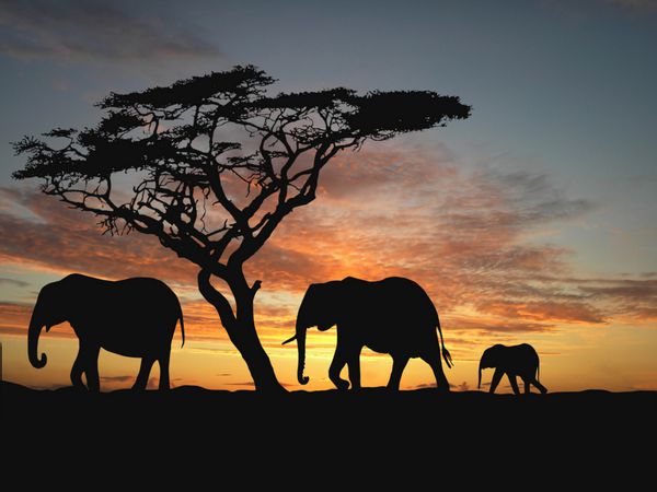 گروه فیل در آفریقا