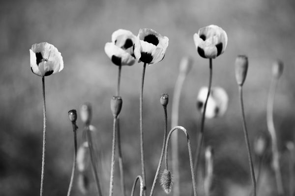 گلهای خشخاش سیاه و سفید