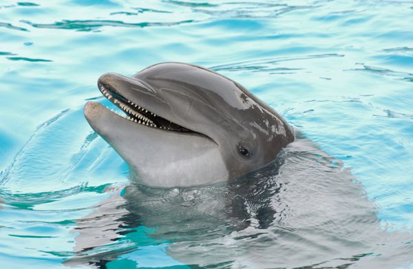 دلفین خندان بیرون آمده از آب