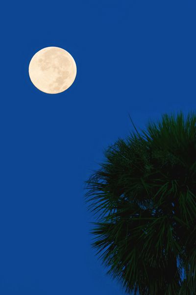 ماه کامل در برابر آسمان تاریک در کنار درخت خرما در فلوریدا