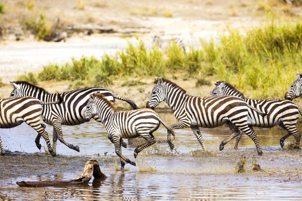 Zebras در آب اجرا می شود