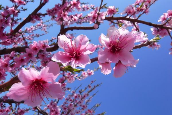 نزدیک از شکوفه های گیلاس