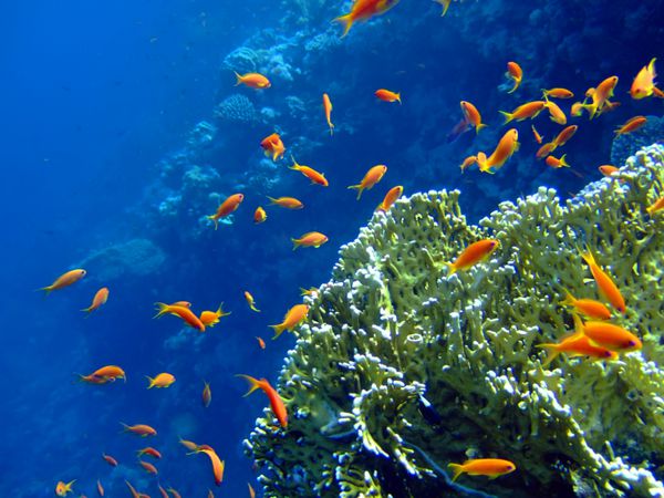 چشم انداز زیر آب با مرجان ها و اسکالفین آنتیاس دریای سرخ