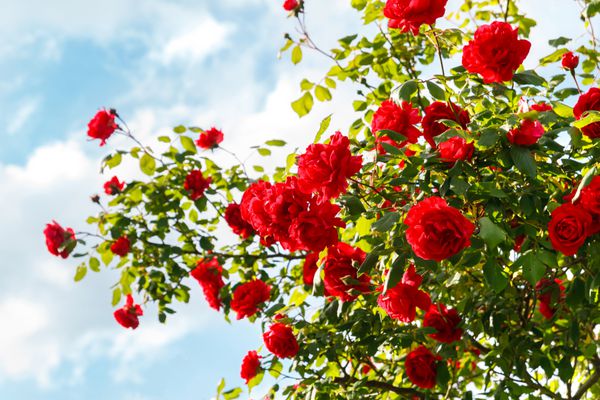 گل رز قرمز بوش در باغ