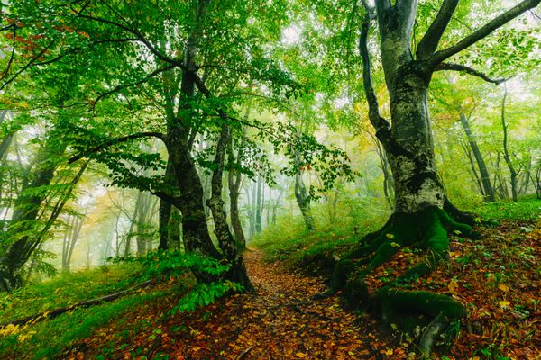 صحنه زیبا جنگل های رنگارنگ با مسیر در پارک ملی پلاتینیوس کرواسی