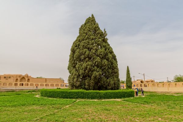 یزد ایران 2015 می 2014 گروه گردشگران در حال بررسی درخت سدر در ابراج یکی از قدیمی ترین درختان جهان است