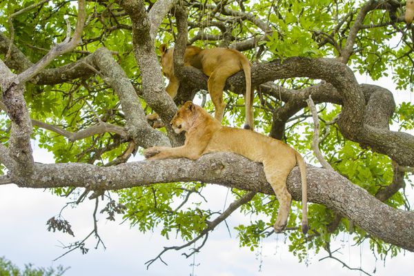 شیرها در روز در Serengeti درختان است