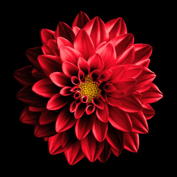 ماکرو کروم کریستال گل سرخ رنگارنگ کریستال دوراولا بر روی سیاه و سفید است