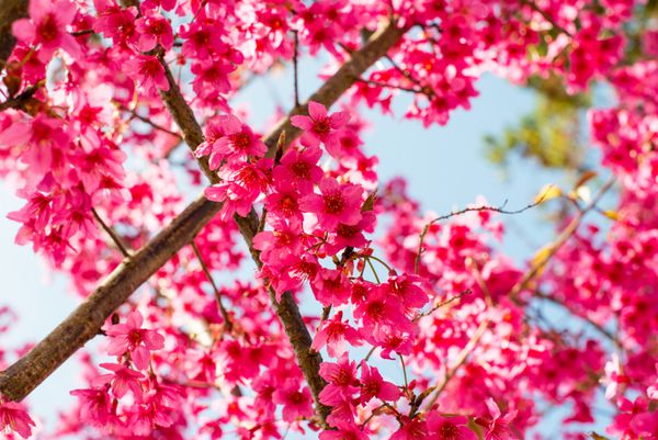 شکوفه های گیلاس در زمینه پس زمینه آبی Prunus cerasoides در زمینه پس زمینه آبی Rosaceae Prunus گیلاس هیمالیا گیلاس در تایلند در پس زمینه آسمان گل های صورتی در زمینه آسمان آبی تمرکز انتخابی