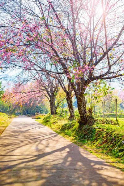 بهار گیلاس شکوفه از طریق یک جاده زیبا Chiang Mai تایلند