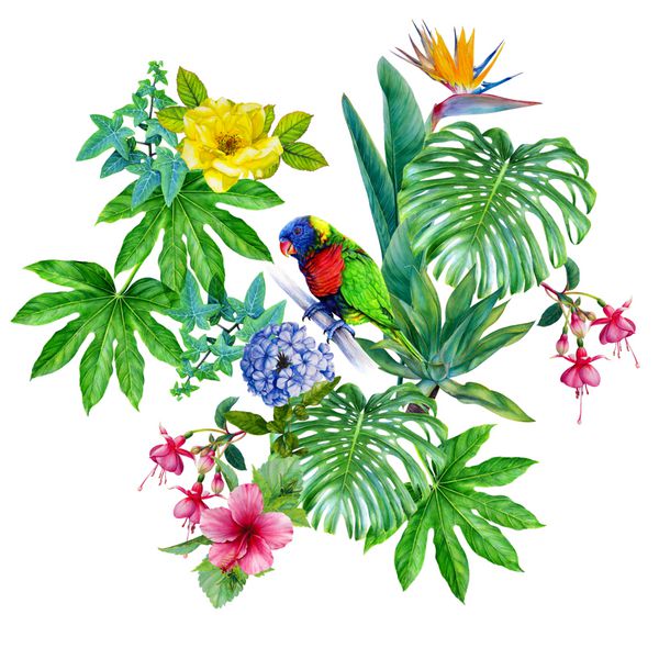 رنگین کمان طوطی lorikeet در باغ بهشت ​​Watercolor دست کشیده ترکیب تصویر بردار جدا شده بر روی زمینه سفید کولاژ گرمسیری گل برگ و برگ های عجیب و غریب Monstera Hibiscus