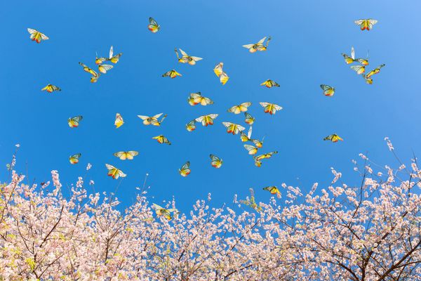 شکوفه گیلاس و پروانه ها در زیر آسمان آبی