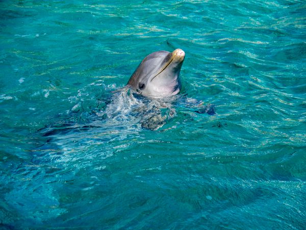 دلفین نمایش در اطراف جزیره کارائیب از کوراکائو
