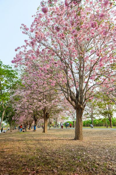 Tabebuia rosea یک درخت نئوتروپیک گل صورتی است نام مشترک نامیده می شود درخت کرک صورتی Pink Poui Pink tecoma درخت کرکی شکوفه Basant Rani در Nakhon Pathom Kamphaeng Saen تایلند در تاریخ 22 فوریه 2016