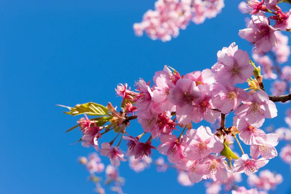 شکوفه گیلاس در آسمان آبی ژاپن