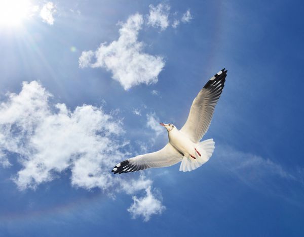 پخش مرغ پرنده بال نمایش پرواز در آسمان آبی پس زمینه