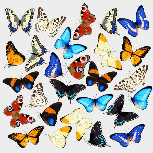 مجموعه برداری از پروانه های پر جنب و جوش واقع بینانه