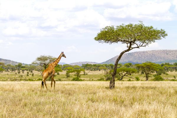 زرافه بزرگ در دشتهای آفریقا راه می رود