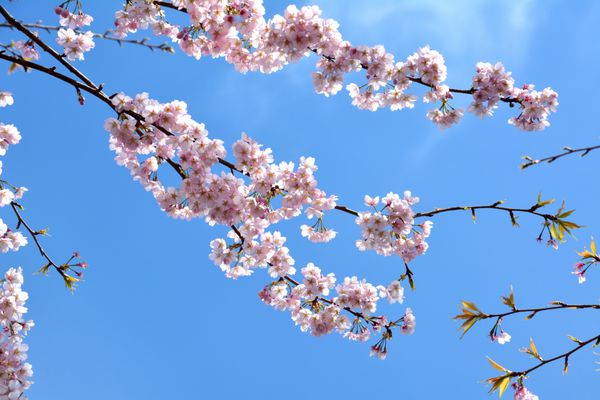 شکوفه های گیلاس زیبا در پس زمینه آبی رنگ