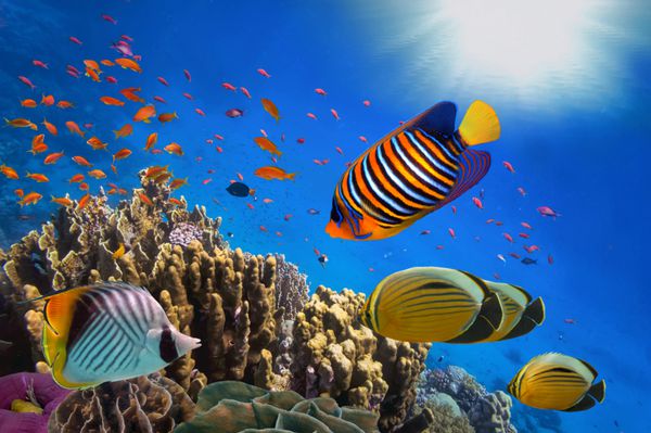 مرجانی ریف و ماهی گرمسیری در نور خورشید دریای سرخ مصر