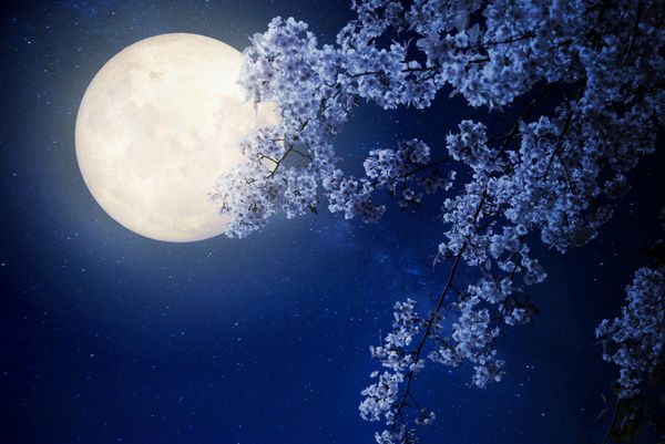 شکوفه های گیلاس زیبا گل ساکورا با ستاره شیری در آسمان شب ماه کامل آثار هنری با سبک یکپارچهسازی با سیستمعامل با تنت رنگ عناصر تصویر این ماه ارائه شده توسط ناسا