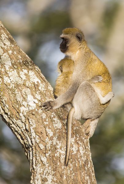 مادر مروتو میمون که کودکش را تنگ می کند
