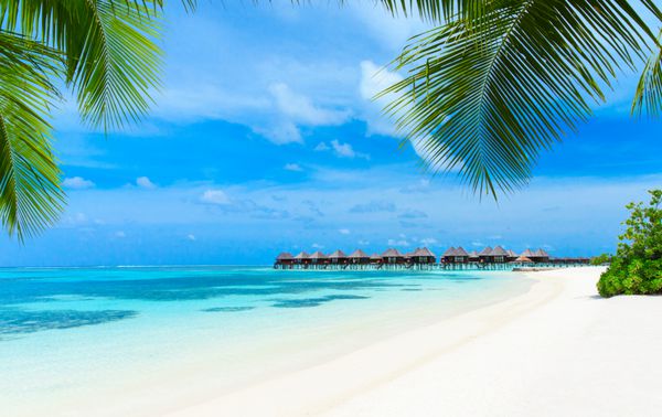 ساحل گرمسیری در مالدیو با چند درخت نخل و دره آبی