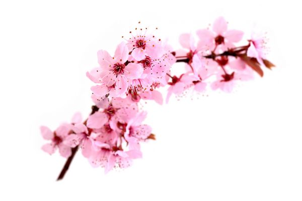 شکوفه های گیلاس گل های صورتی بهار