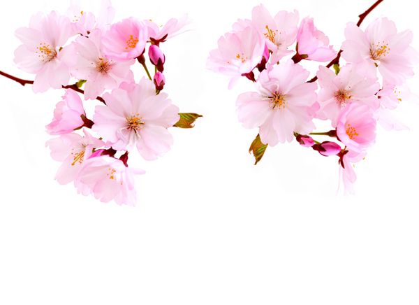شکوفه های گیلاس گل های صورتی روشن به رنگ سفید