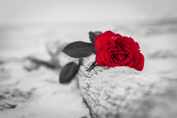 گل رز قرمز درخت شکسته در ساحل مفهوم عشق عاشقانه عاشقانه اما همچنین ممکن است از دست دادن خستگی حافظه از گذشته و غیره نماد رنگ در برابر سیاه و سفید
