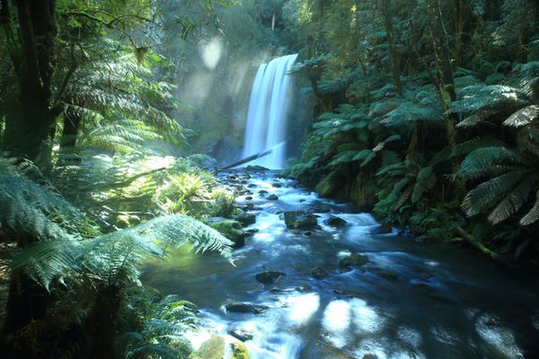 منظره جنگلی از آبشار زیبا