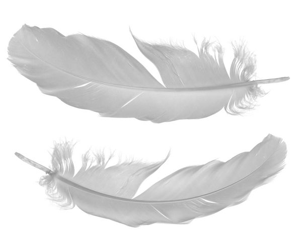 دو پرنده کبوتر جدا شده بر روی زمینه سفید