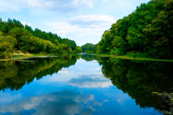 پارک طبیعت زیبا وحشی جنگل رودخانه یا دریاچه با بازتاب آینه و آب آشامیدنی در روز آفتابی چشم انداز چشم انداز طبیعت بیابانی شگفت انگیز رودخانه آرام در اطراف سبز در تابستان