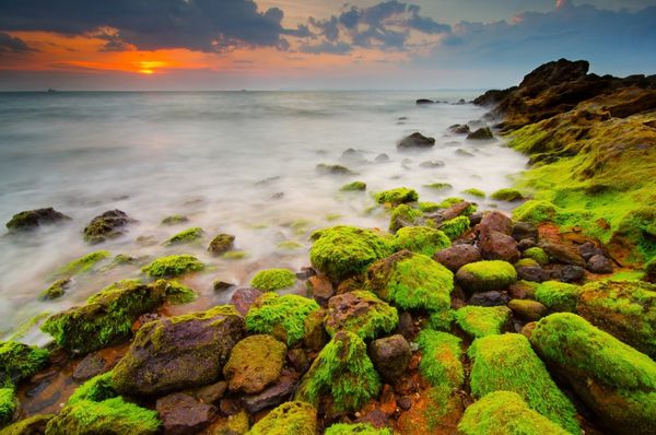 نمایشگاه غروب آفتاب در ساحل با پیش زمینه mossy