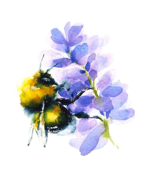 گل آبرنگ جمع آوری عسل از یک گل گل نقاشی تابستان تصویر جدا شده بر روی زمینه سفید