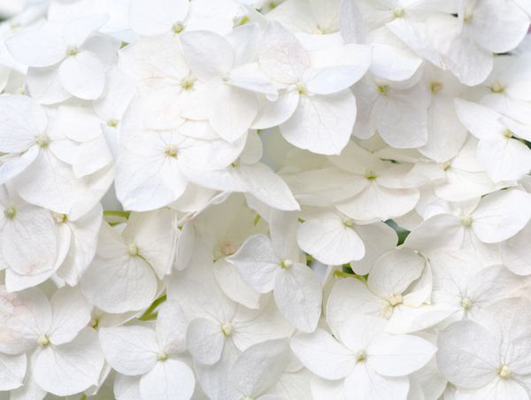 شکوفه های هیدرانیا بزرگ سفید پس زمینه طبیعت عکس ماکرو کامپوزیت با عمق قابل توجهی از وضوح