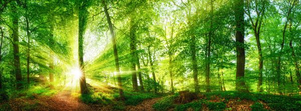 پانوراما جنگل راخ و خورشید با پرتوهای روشن نور که از درختان به زیبایی درخشان است