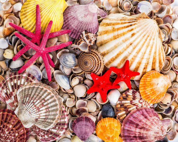 دریاهای پوسته دریایی انواع پوسته های دریایی از ساحل پانورامیک با پوسته بزرگ گل سرخ