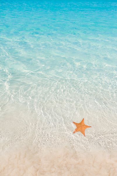 ساحل گرمسیری با ستاره دریایی