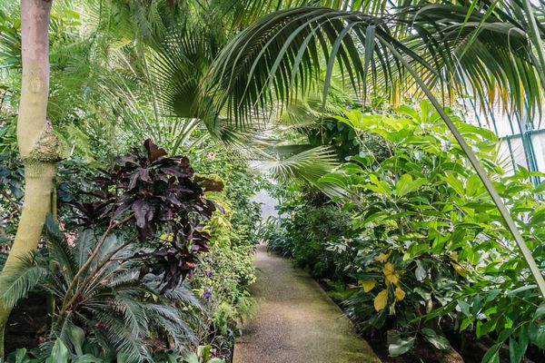 Jardin des Serres dAuteuil باغ گیاهی که در یک مجموعه بزرگ گلخانه ای قرار دارد بویز د بوولن پاریس فرانسه به عنوان یک باغ گیاه شناسی در سال 1761 تحت لوئیس XV ادغام شد گلخانه