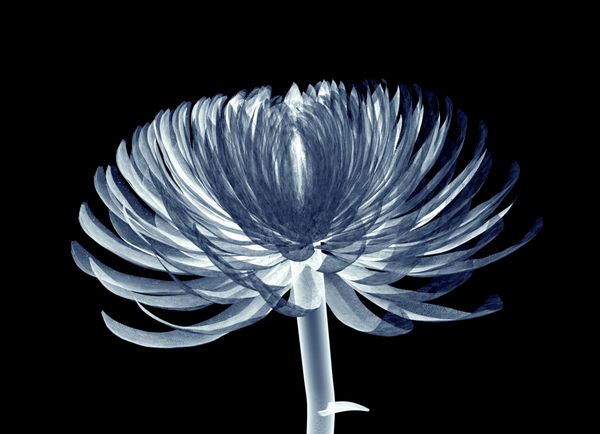 تصویر اشعه ایکس از یک گل جدا شده بر روی سیاه و سفید Pompon گل داودی 3D