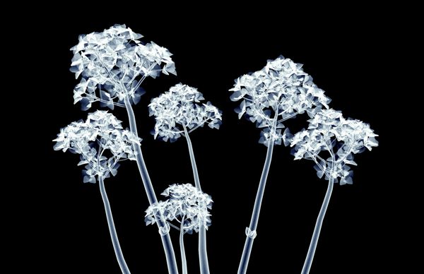 تصویر اشعه ایکس از یک گل جدا شده بر روی سیاه و سفید تصویر هورنتانی 3d