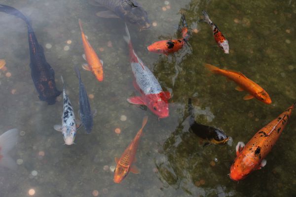 حوض ماهی های قرمز و رنگی
