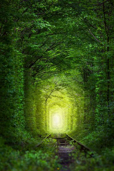 درختان فوق العاده تونل عشق با نور پری از دور پس زمینه سحر و جادو