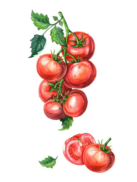 گروه گوجه فرنگی با برگ در یک شاخه طراحی آبرنگ