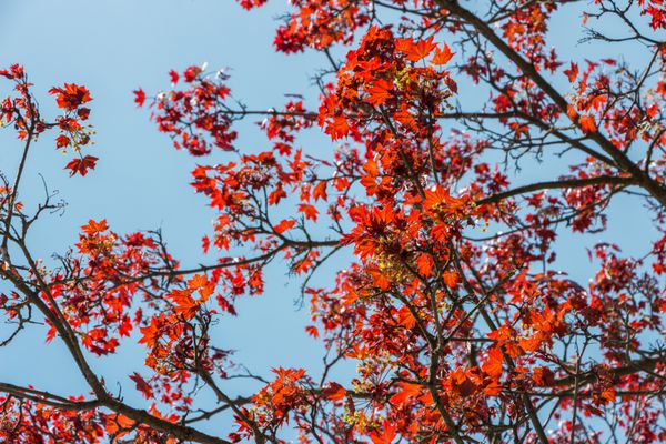 نمایش از نور درخشان از طریق برگ در درخت فلفل قرمز ژاپنی برگ های کوچک کوچک افرا بزرگ در روز بهار آفتابی نمایش از پایین به بالا شاخ و برگ قرمز در پس زمینه آبی روشن روشن است برای متن خود جای دهید