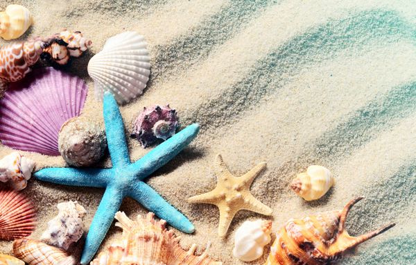 Seashells در ساحل شن و ماسه تابستان پوسته های دریایی