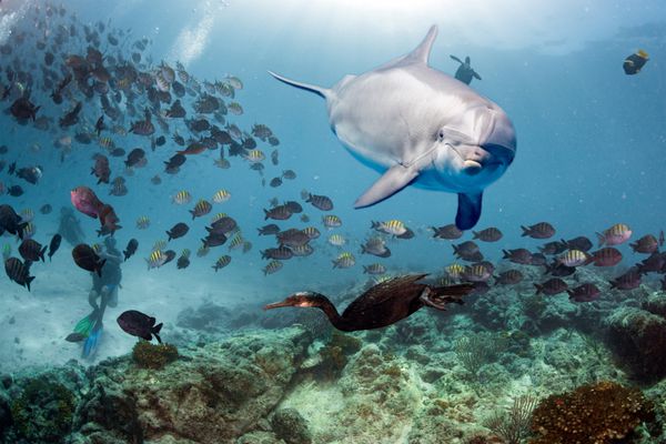 دلفین در زیر آب در پس زمینه صخره ای به دنبال شما با یک ماهی سرخ مایل به قرمز است