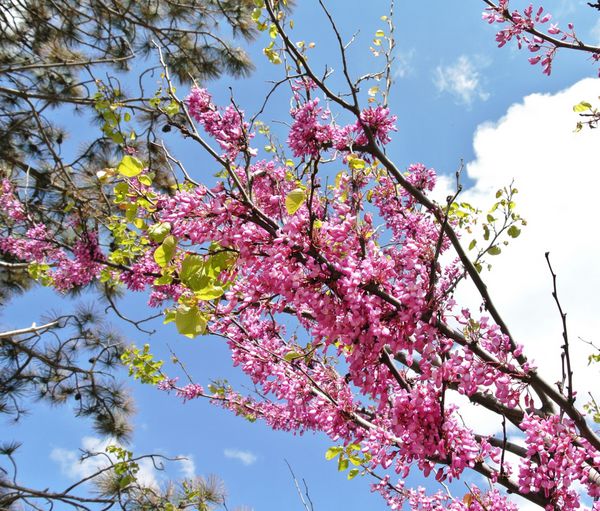 گل شاخه برش Cercis اروپا Cercis siliquastrum یا درخت جوادا در پس زمینه آفتاب بهار آبی و ابرهای سفید
